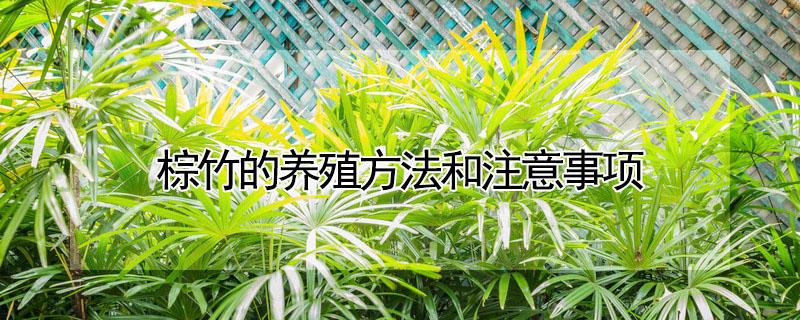 棕竹的养殖方法和注意事项 棕竹的养殖方法和注意事项有毒吗