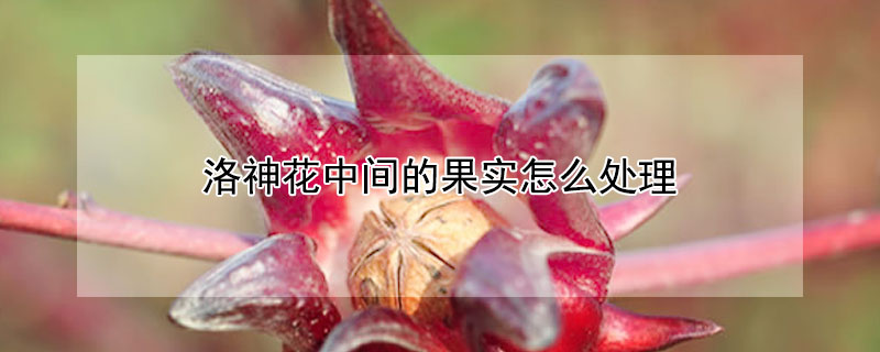 洛神花中间的果实怎么处理 洛神花里面的果核可以吃吗