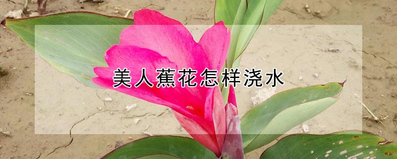 美人蕉花怎样浇水（美人蕉花后怎么修剪）