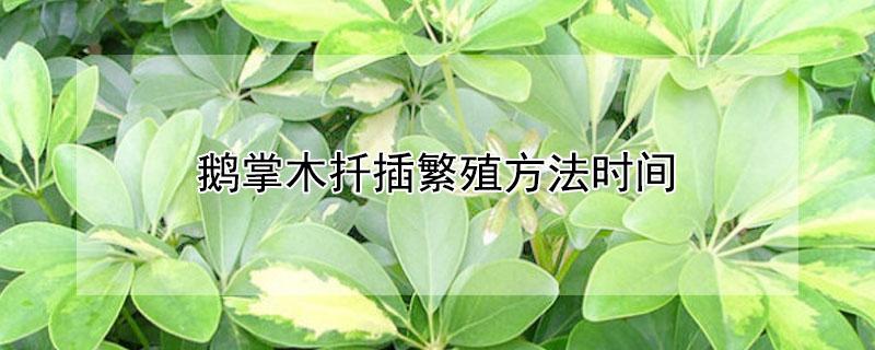 鹅掌木扦插繁殖方法时间 鸭掌木为什么不建议在家里