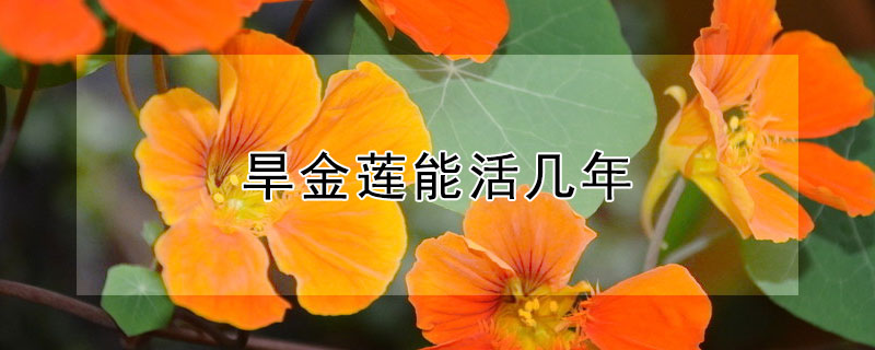 旱金莲能活几年（十大阴气最重的花）