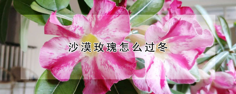 沙漠玫瑰怎么过冬 沙漠玫瑰耐寒吗