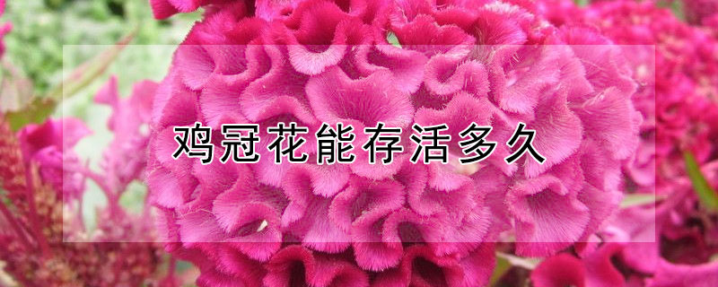 鸡冠花能存活多久 鸡冠花可以活多久