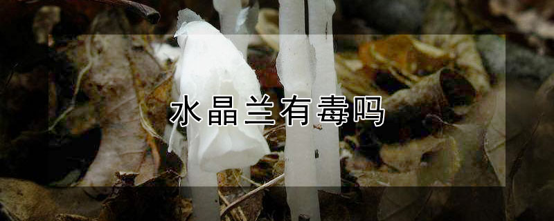 水晶兰有毒吗（水晶兰有毒吗生水晶兰的药用价值）