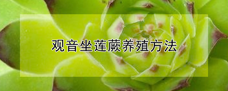 观音坐莲蕨养殖方法（观音坐莲蕨养殖方法盆栽掉叶子是什么情况）