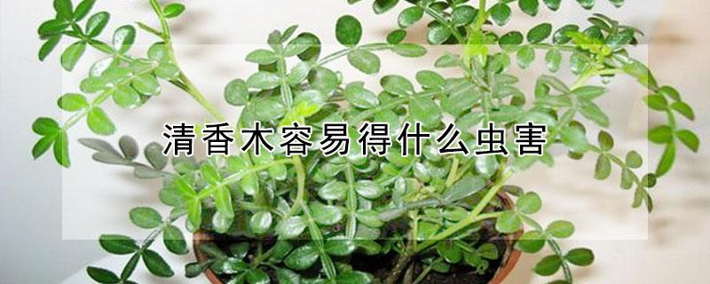清香木容易得什么虫害 清香木容易得什么虫害呢