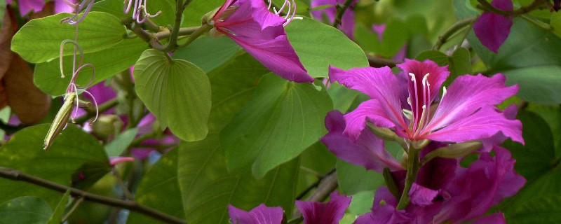 紫荆花怎么修剪造型（紫荆花修剪造型图片）