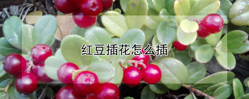 红豆插花怎么插（红豆插花怎么插花）