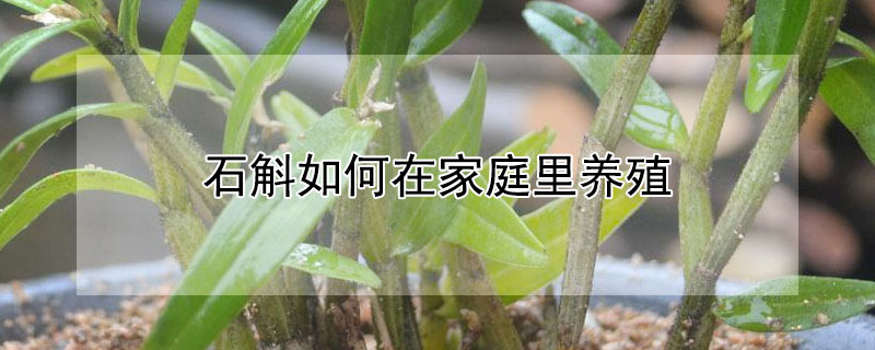 石斛如何在家庭里养殖 石斛如何在家庭里养殖视频