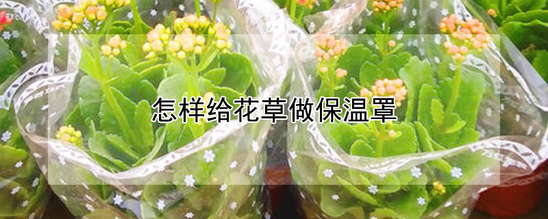 怎样给花草做保温罩（怎样给花草做保温罩视频）