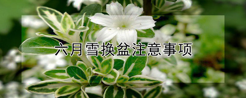 六月雪换盆注意事项 六月雪移栽最佳时间