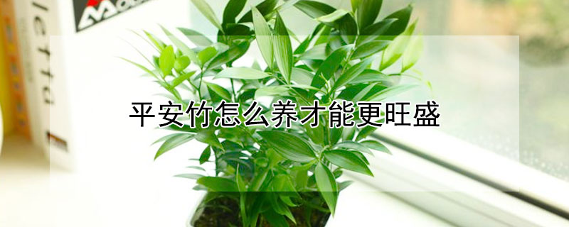 平安竹怎么养才能更旺盛 富贵竹叶子发黄怎么救