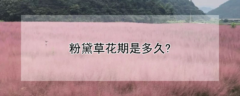 粉黛草花期是多久?（粉黛草花期是多久开花）