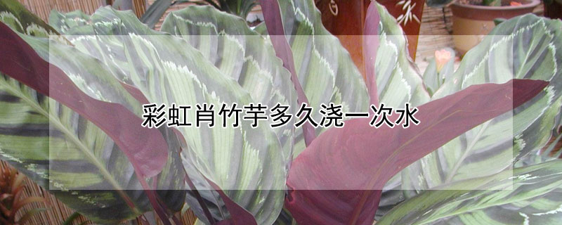 彩虹肖竹芋多久浇一次水（彩虹竹芋彩虹肖竹芋）
