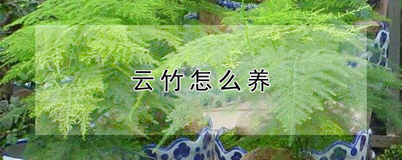 云竹怎么养 云竹怎么养殖方法