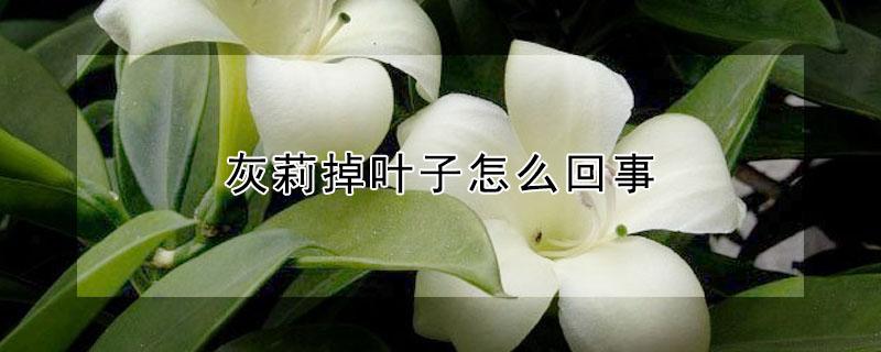 灰莉掉叶子怎么回事（灰莉掉叶子怎么回事啊）