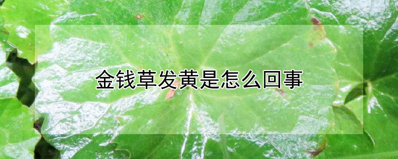 金钱草发黄是怎么回事（金钱草变黄是什么原因）