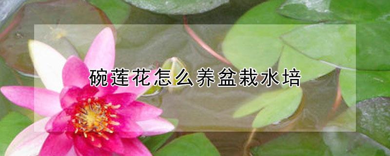碗莲花怎么养盆栽水培 碗莲种植三大忌讳