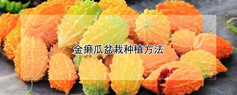 金癞瓜盆栽种植方法（金癞瓜盆栽种植方法图解）