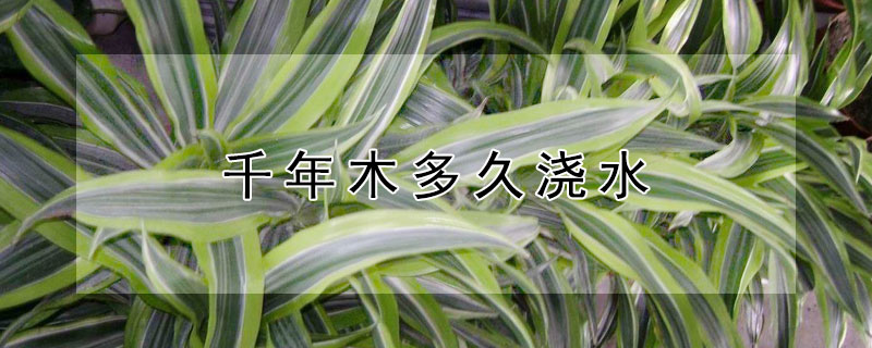 千年木多久浇水（千年木多久施肥）