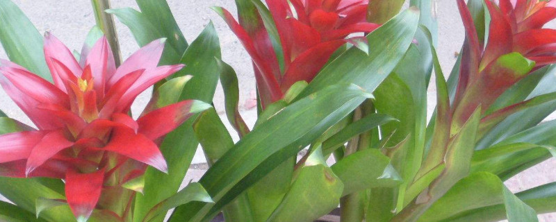 水塔花几天浇一次水 水塔花几天浇一次水合适