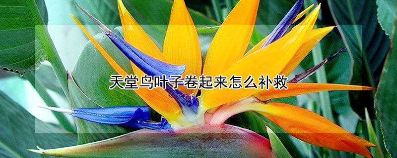天堂鸟叶子卷起来怎么补救（天堂鸟多久浇一次水）