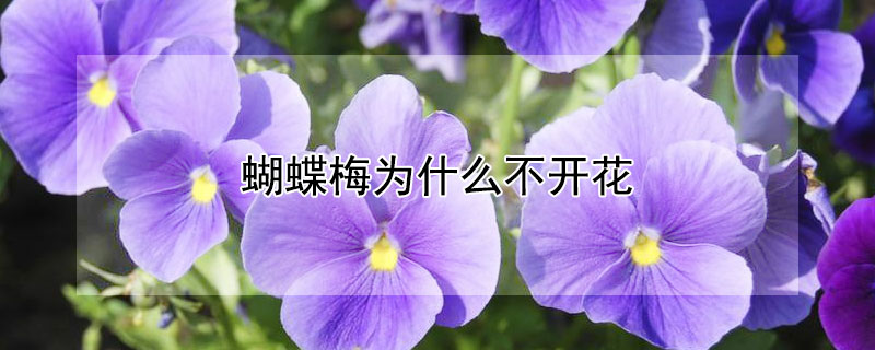 蝴蝶梅为什么不开花 蝴蝶梅为什么不开花,应该用什么肥?