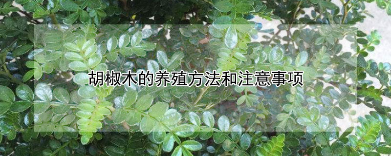 胡椒木的养殖方法和注意事项（盆栽胡椒木的养殖方法和注意事项）