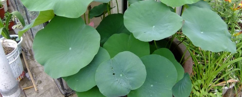 碗莲怎样除虫 碗莲怎样除虫效果好