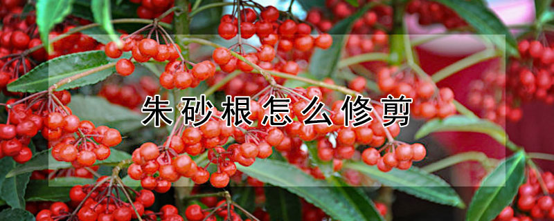 朱砂根怎么修剪 朱砂根怎么修剪养护
