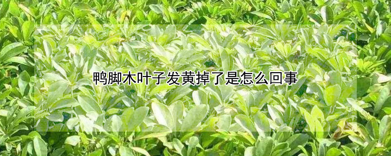 鸭脚木叶子发黄掉了是怎么回事 鸭脚木叶子黄了还能绿回来吗