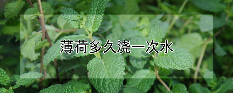薄荷多久浇一次水（夏天薄荷多久浇一次水）