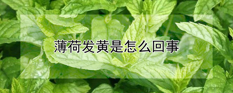 薄荷发黄是怎么回事 薄荷发黄是什么原因