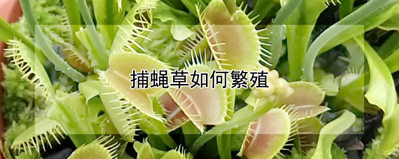 捕蝇草如何繁殖 捕蝇草如何繁殖后代