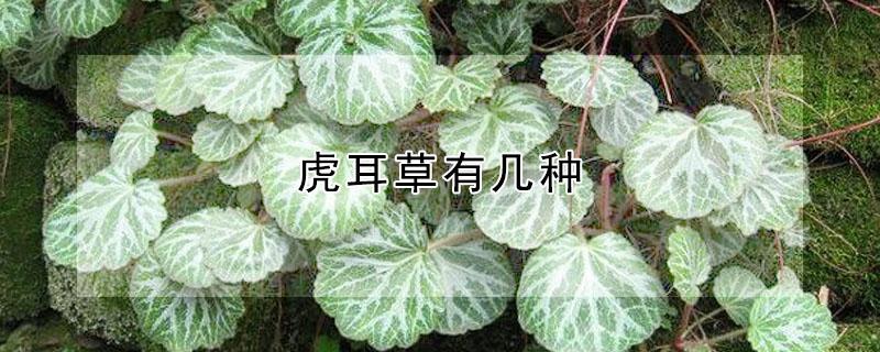 虎耳草有几种 虎耳草有几种品种图片