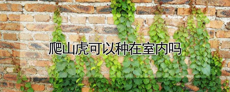 爬山虎可以种在室内吗（爬山虎可以种在室内吗冬天）