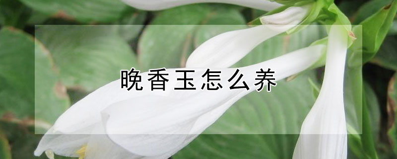 晚香玉怎么养 晚香玉怎么养护和浇水