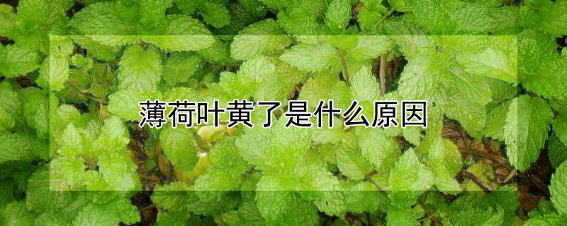 薄荷叶黄了是什么原因 家里为什么不能种薄荷