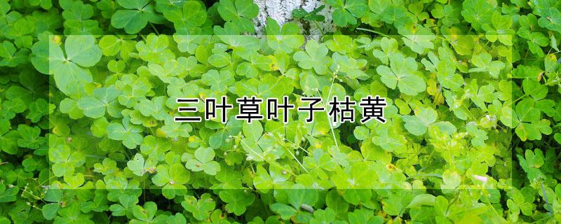 三叶草叶子枯黄（三叶草叶子枯了）