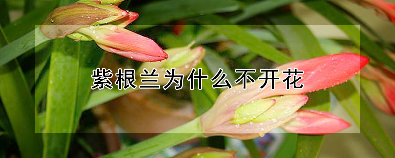 紫根兰为什么不开花（紫根兰为什么不开花呢）