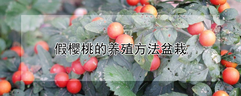 假樱桃的养殖方法盆栽（结小红果的绿植盆栽）