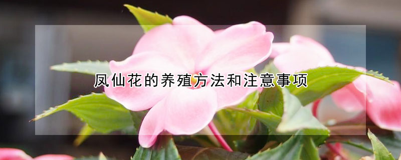 凤仙花的养殖方法和注意事项（新几内亚凤仙花的养殖方法和注意事项）