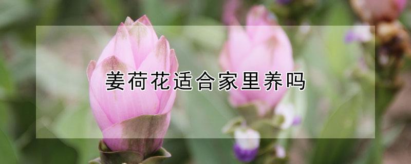 姜荷花适合家里养吗（姜荷花什么时候种植最好）