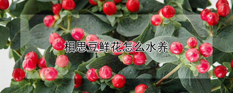 相思豆鲜花怎么水养 相思豆鲜花养护技巧