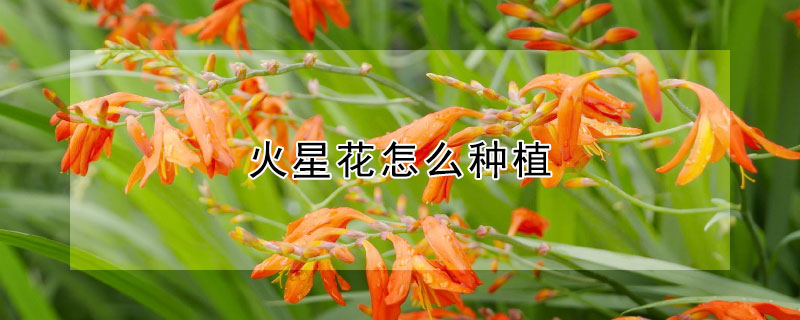 火星花怎么种植（火星花怎么种植方法）