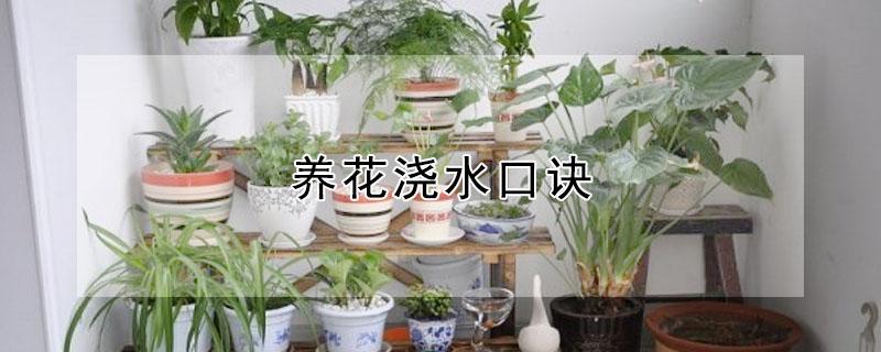 养花浇水口诀（换盆后三大禁忌）