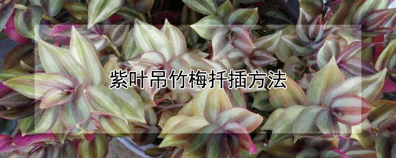 紫叶吊竹梅扦插方法 紫叶吊兰和吊竹梅区别