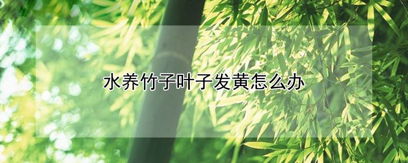 水养竹子叶子发黄怎么办（水养竹子叶子发黄怎么补救）