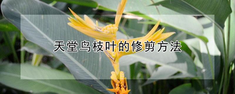 天堂鸟枝叶的修剪方法（天堂鸟枝叶的修剪方法）