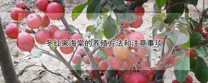 冬红果海棠的养殖方法和注意事项 冬红果几月修剪最好